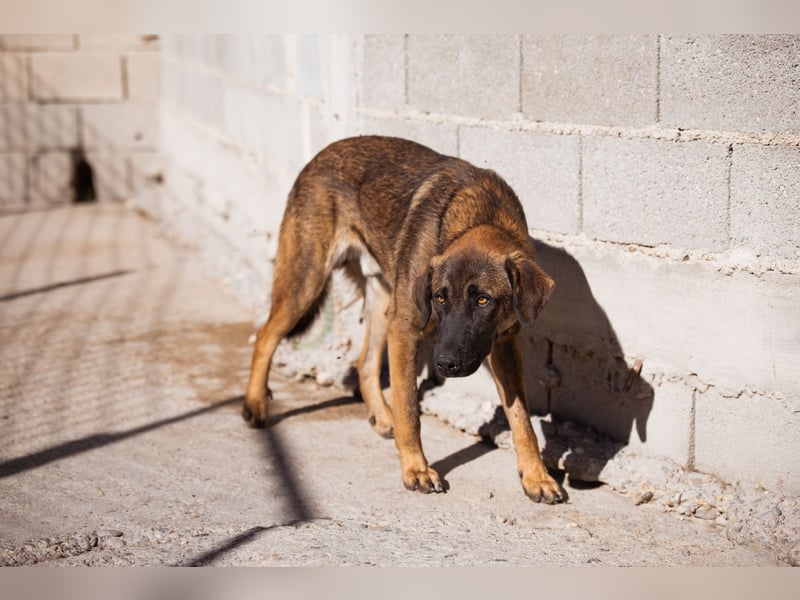 Kleiner, feiner Pico ❤️ sucht Schutz & Liebe