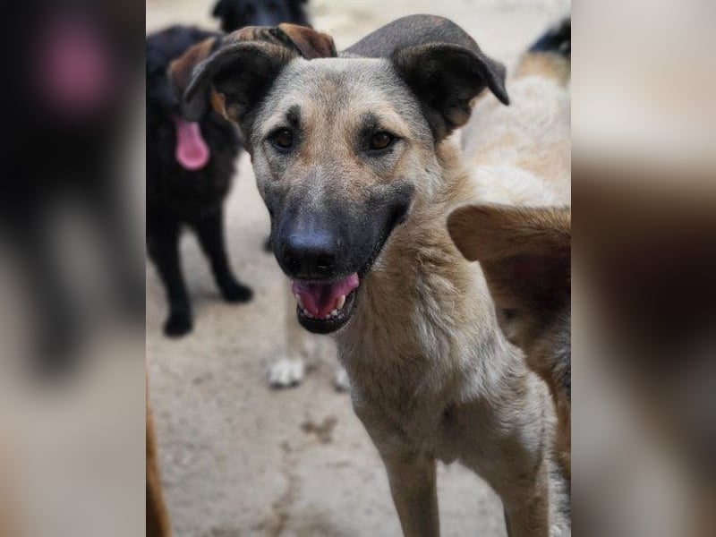 ♥Fly♥ eine herzliche, treue Fellfreundin