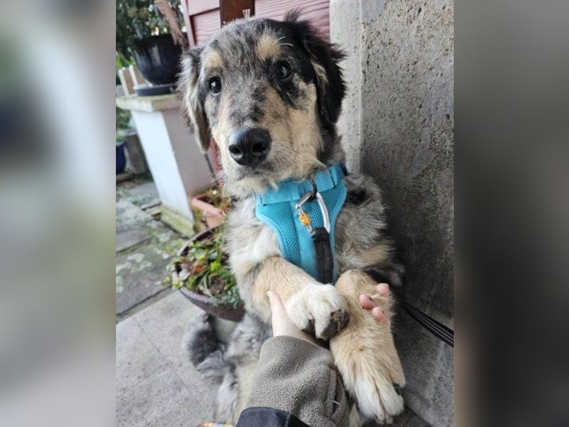 Sensibler Jungrüde ♥BALU♥ wartet schon in 59174 Kamen auf seine Für-Immer-Menschen