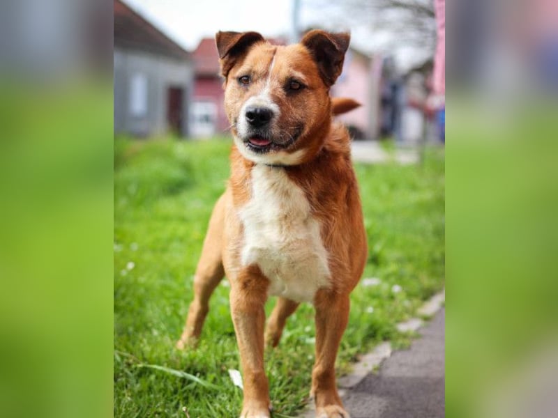 Floki ❤️ freundlich & so menschenbezogen