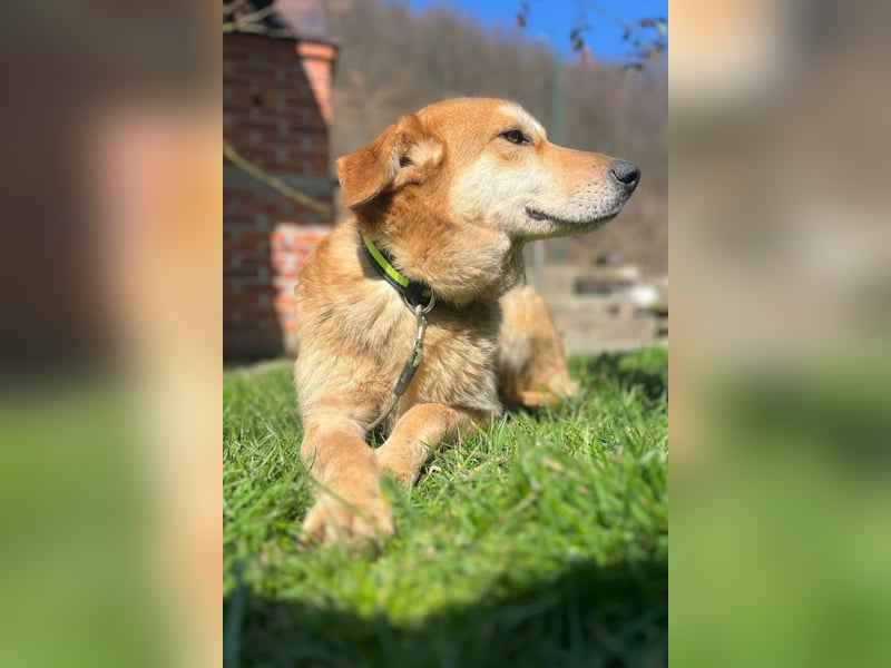 Zuckerschnute Cody ❤️ rundum sozial + so freundlich!