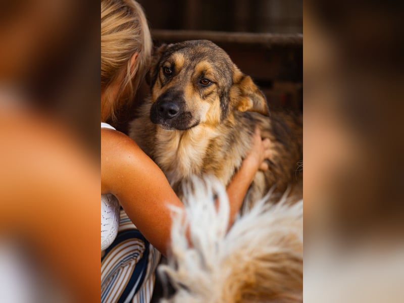 Mix-Rüde Marco - ein toller Familienhund; ein Herz von Hund