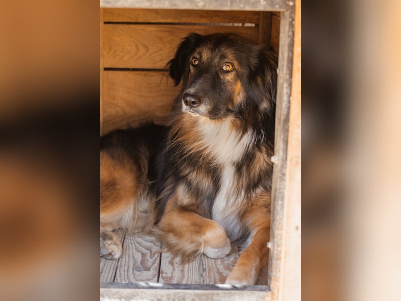 Bogo ♥️ ungeschliffener Schatz auf 4Pfoten