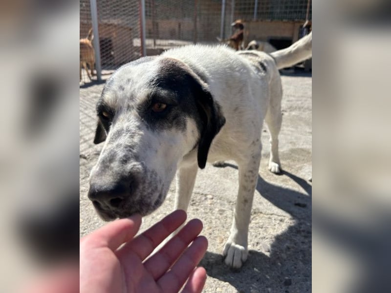 Ananda ❤️ liebe Fellfreundin fürs Leben