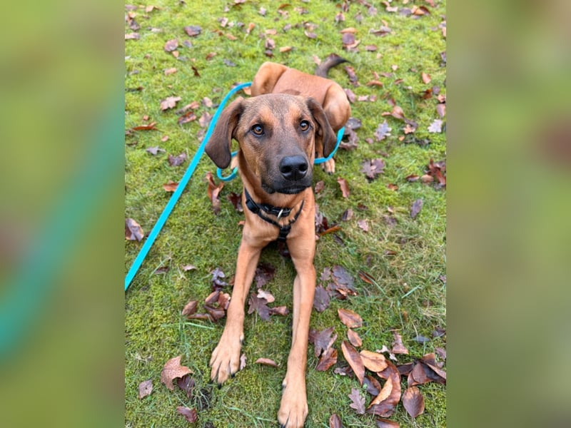 LASKO❤️charmanter, cleverer Hundebub wartet schon in 22559 Hamburg!