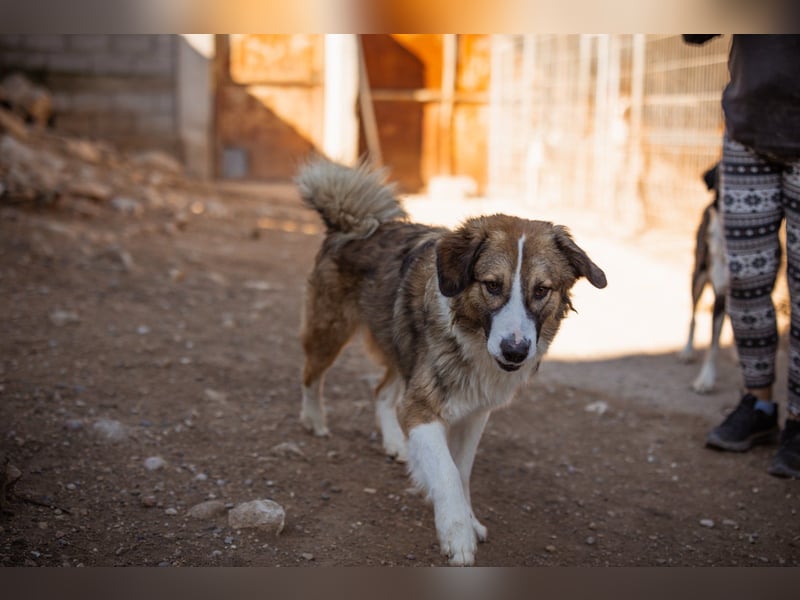 Lebensfroher Jonesy sucht Zuhause