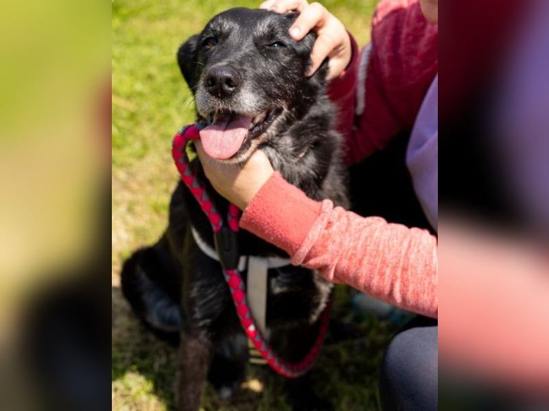 OldLady Gita ♥️ die pure Herzenshündin