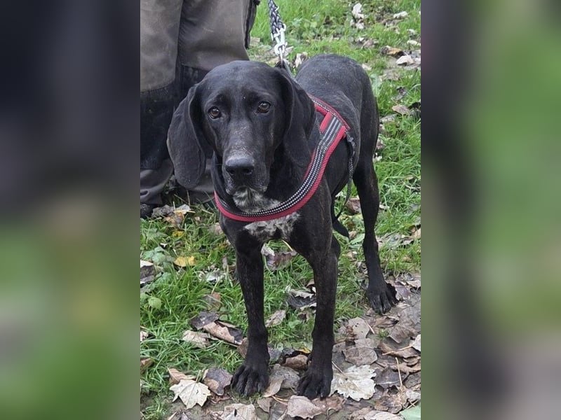 Pointer-Mix-Lady ♥ Daria ♥ ein Herz aus Fell