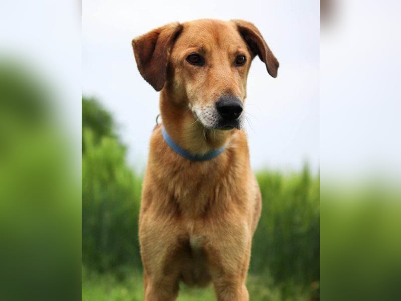 Schmusiger Bongo sucht sehnsüchtig seine Für-Immer-Menschen