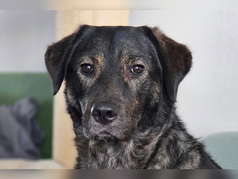 SHADOW❤️sozialer Gute-Laune-Hund wartet auf Dich in 50169 Kerpen