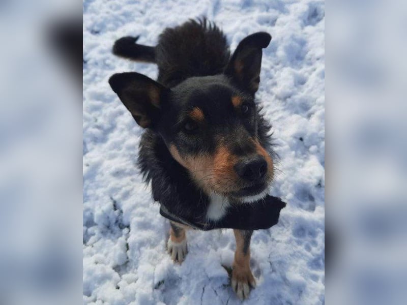 Schatz Teri: sehr freundlicher Gefährte