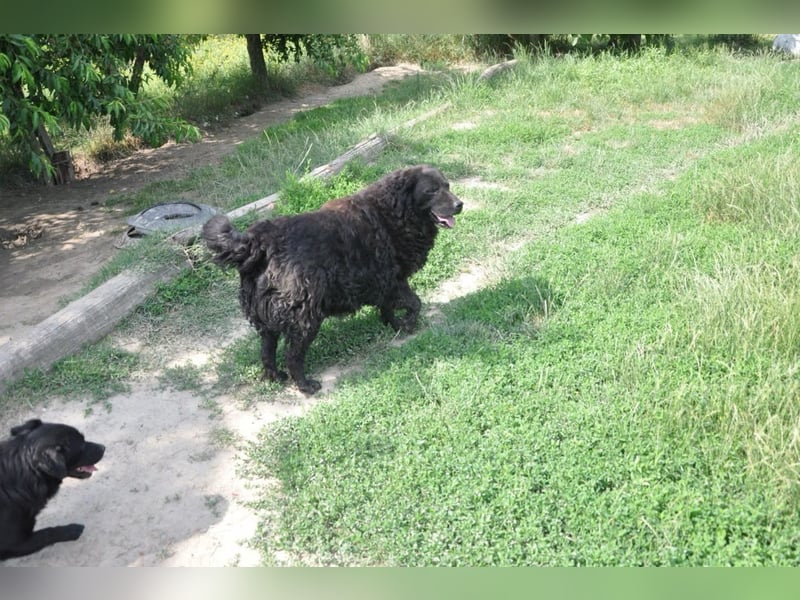 OldBoy  Đoni  sucht seine treuen Menschen