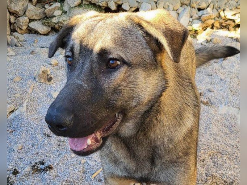 CharmingBoy ♥Luis♥ liebenswertes Fellherz