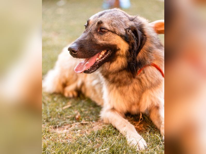 Schenkst du Buster ein tolles Zuhause?