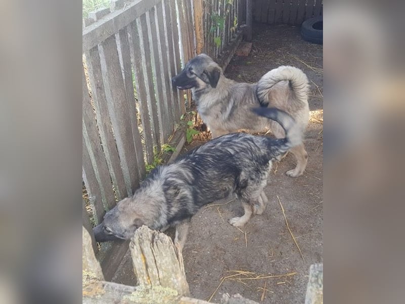 Zauberhafter Zorro- darf er einziehen?❤