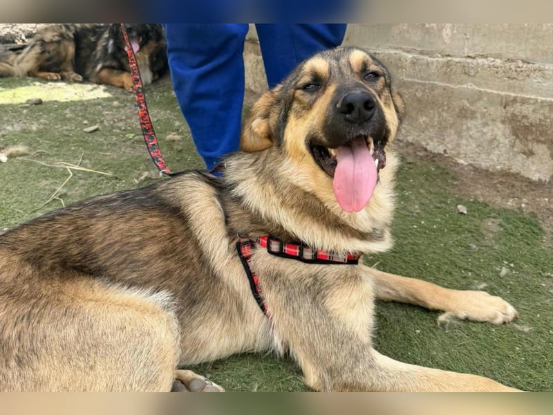 Mix-Rüde ♥Marco♥ ein Familienhund; ein Herz von Hund