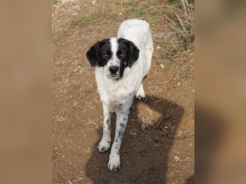 Dino, geb. ca. 01/2022, lebt in GRIECHENLAND, im städt. Tierheim Serres