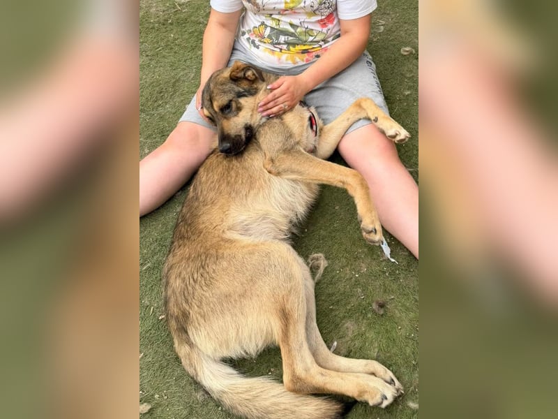 Mix-Rüde ♥Marco♥ ein Familienhund; ein Herz von Hund