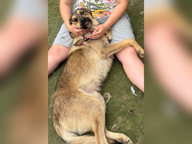 Mix-Rüde ♥Marco♥ ein Familienhund; ein Herz von Hund