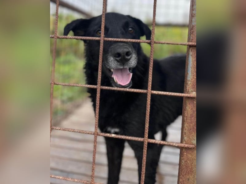 Toby ❤️ aktiver, aufgeweckter Hundeschatz