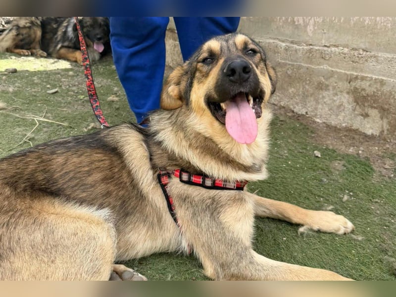 Mix-Rüde ♥Marco♥ ein Familienhund; ein Herz von Hund