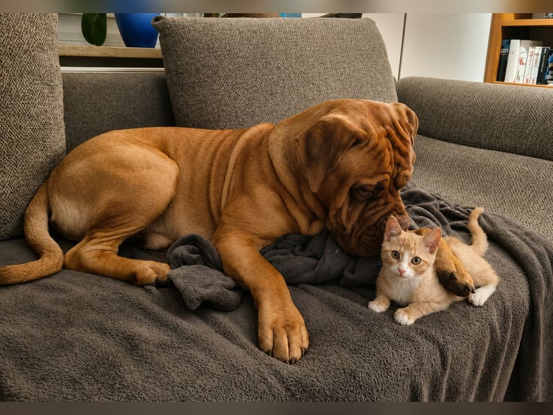 Deckrüde Bordeauxdogge × American Bulldog × Boxer Mix | 3 Jahre | 50 kg | 60 cm Schulterhöhe