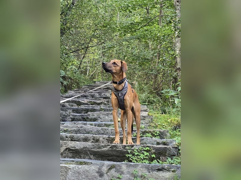 LASKO❤️charmanter, cleverer Hundebub wartet schon in 22559 Hamburg!