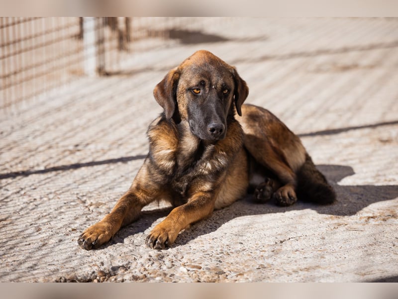 Kleiner, feiner Pico ❤️ sucht Schutz & Liebe Kleiner, feiner Pico ❤️ sucht Schutz & Liebe