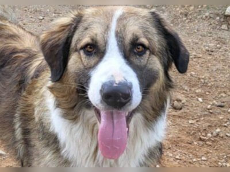 Energiebündel Jonesy - sucht Liebe und Halt