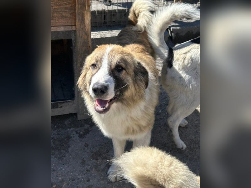 Energiebündel Jonesy - sucht Liebe und Halt Energiebündel Jonesy - sucht Liebe und Halt