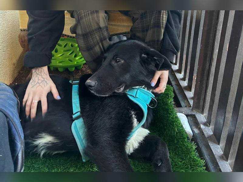 Cosmo - junger charmanter Schäfi-Mix-Bub wartet bereis in 55116 Mainz