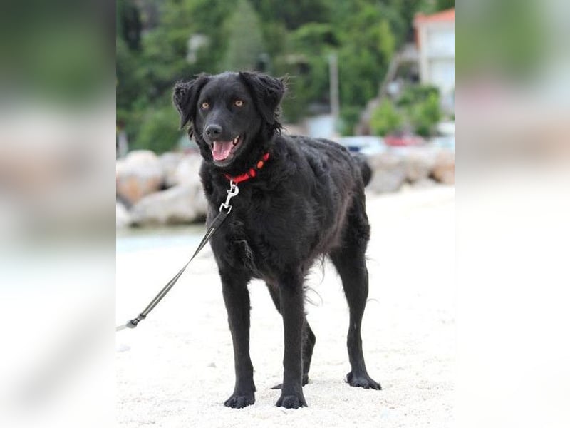 Noa ❤️ freundlich + super aufgeschlossen + katzenverträgl.!