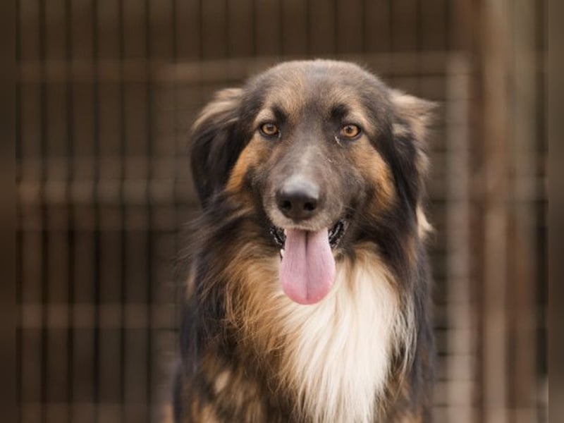 Bogo ♥️ ungeschliffener Schatz auf 4Pfoten