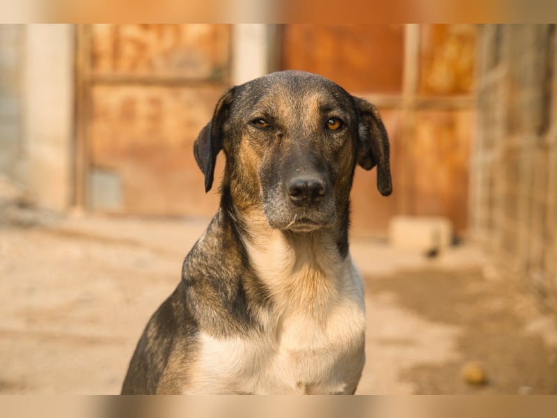 ROBI❤️zauberhafter, lieber Hundejunge - zurückhaltend und sozial