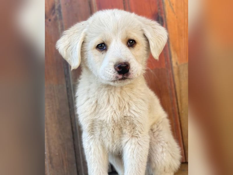 Nacho, geb. ca. 03/2026 , lebt in GRIECHENLAND, auf einer privaten Pflegestelle