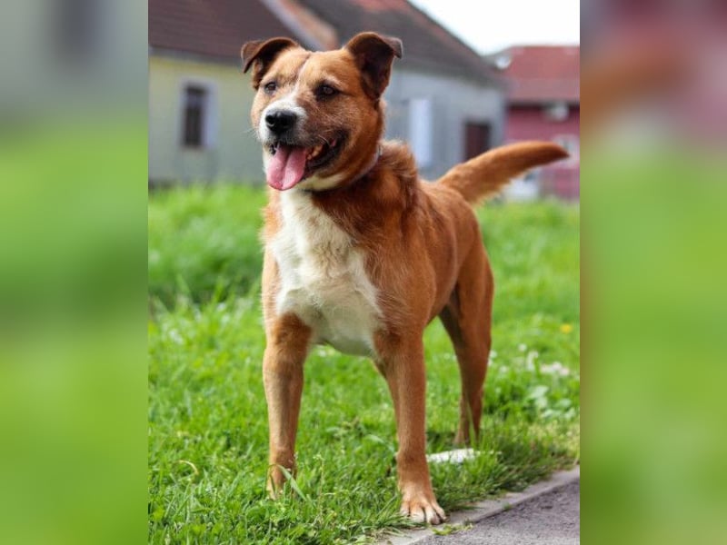 Floki ❤️ freundlich & so menschenbezogen