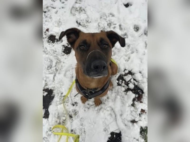 Moritz sucht aktives Zuhause