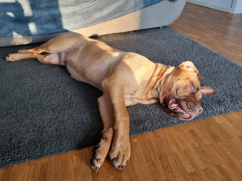 Deckrüde Bordeauxdogge × American Bulldog × Boxer Mix | 3 Jahre | 50 kg | 60 cm Schulterhöhe