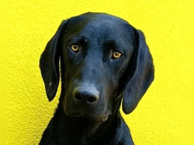 KOVU❤️sozialer Mischlingsjunge sucht Liebe, Nähe und ein Zuhause