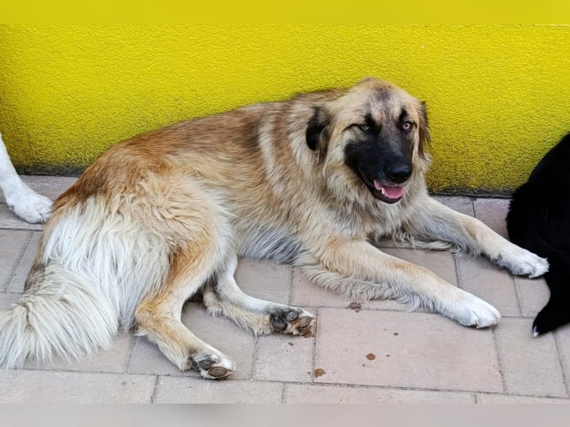 Mix-Hündin ♥ Mandy ♥ ein zauberhaftes, liebes, soziales Wesen