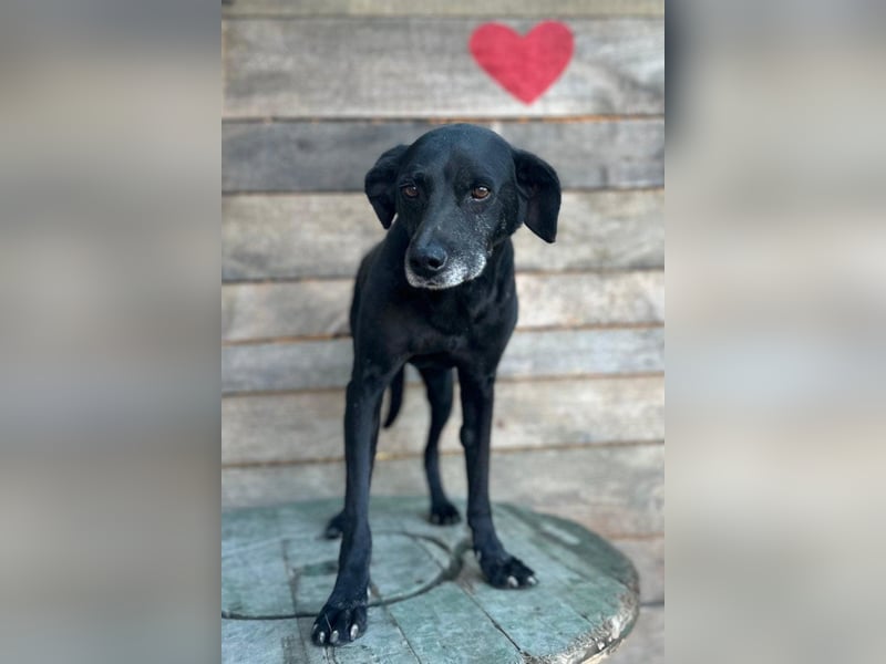 OldBoy ♥ Audi ♥ ein so lieber Schatz sucht sein verdientes Für-Immer-Körbchen