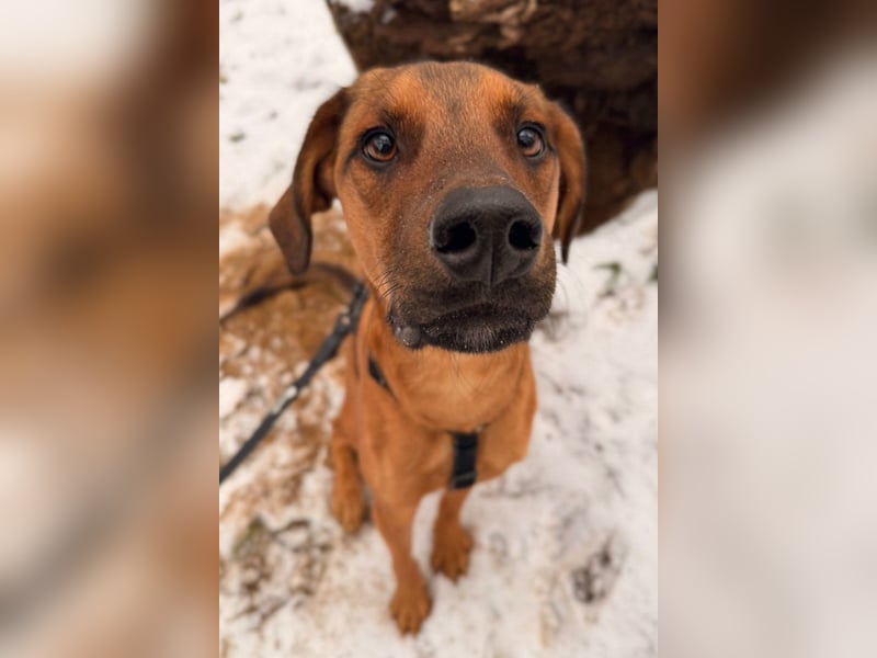 Notfell LASKO❤️in 22559 Hamburg, dringend Für-Immer-Zuhause gesucht