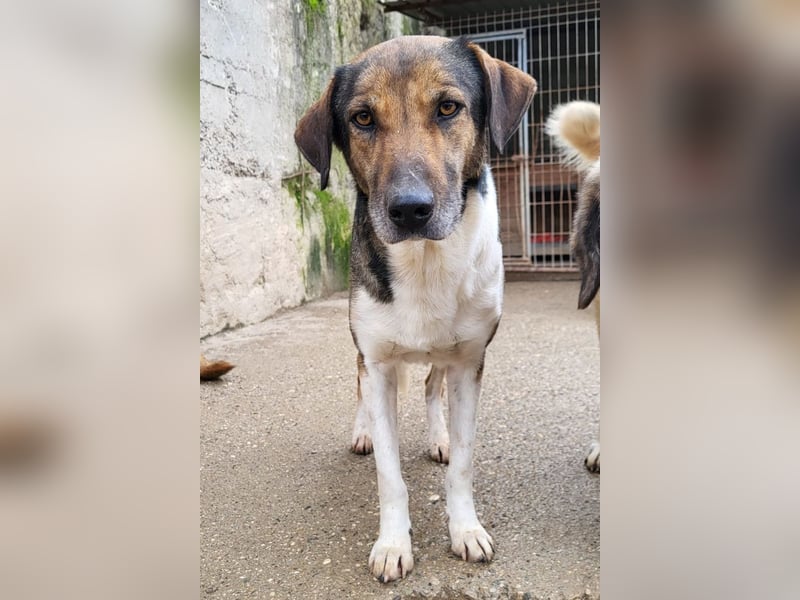 ROBI❤️zauberhafter, lieber Hundejunge - zurückhaltend und sozial