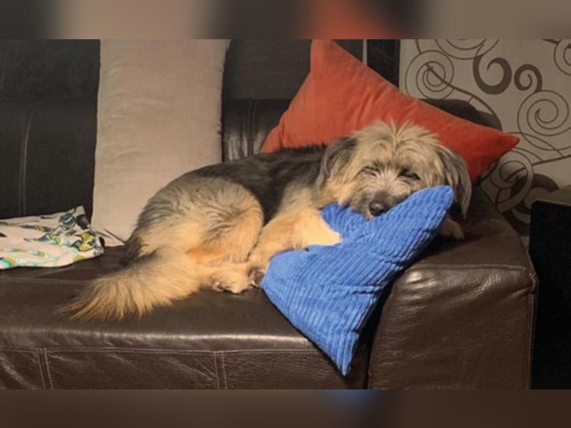  Liones sucht aktive, erfahrene Hundeeltern