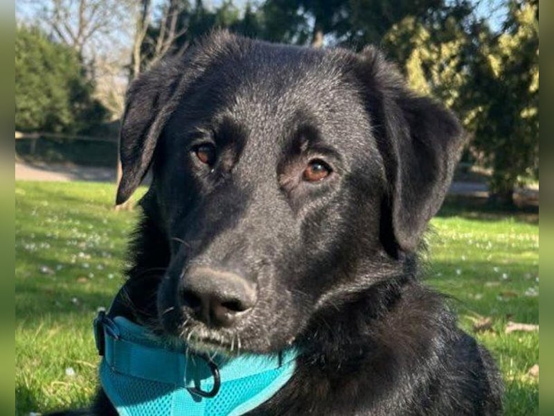 Cosmo - junger charmanter Schäfi-Mix-Bub wartet bereis in 55116 Mainz