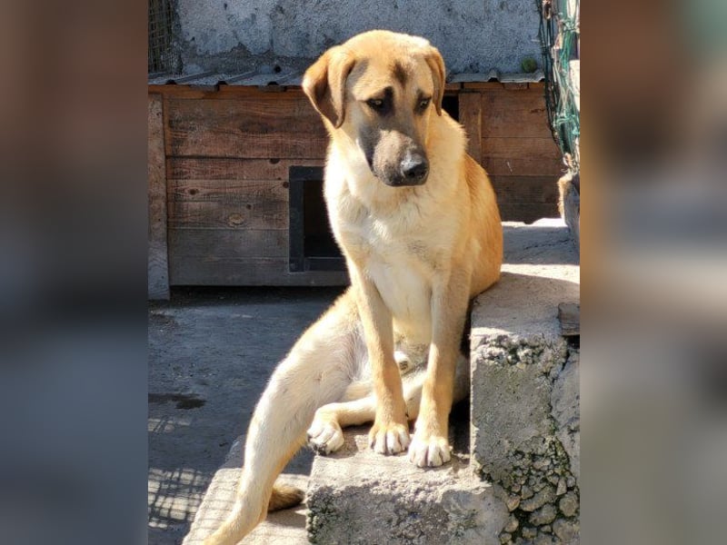 SCHLAUBI❤️smarter, kluger und entzückender Fellnasen-Fratz!