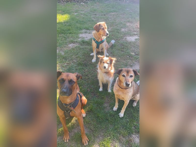 Rüde Moritz sucht aktives Zuhause