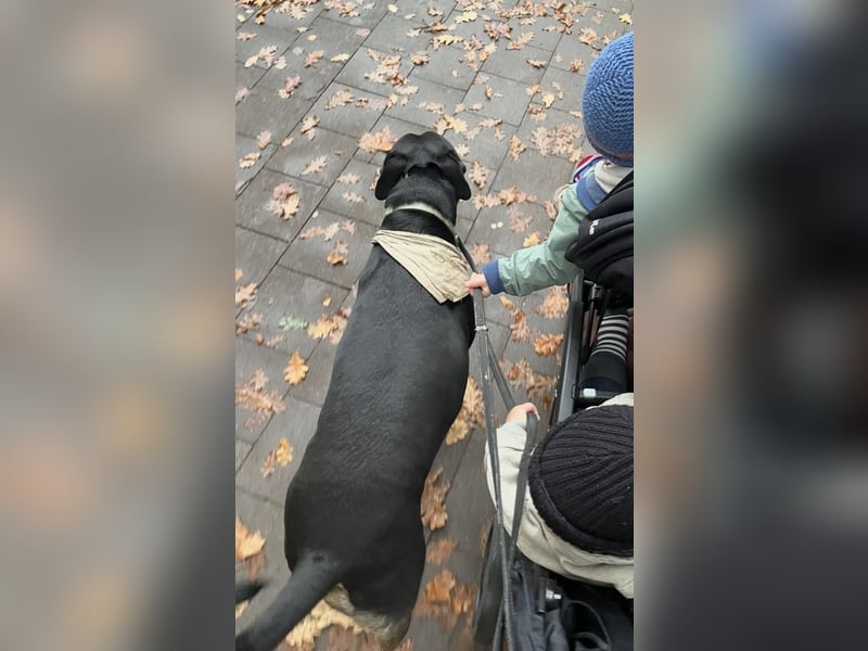 Aktive Hündin sucht einen Platz mit Zeit und Auslauf