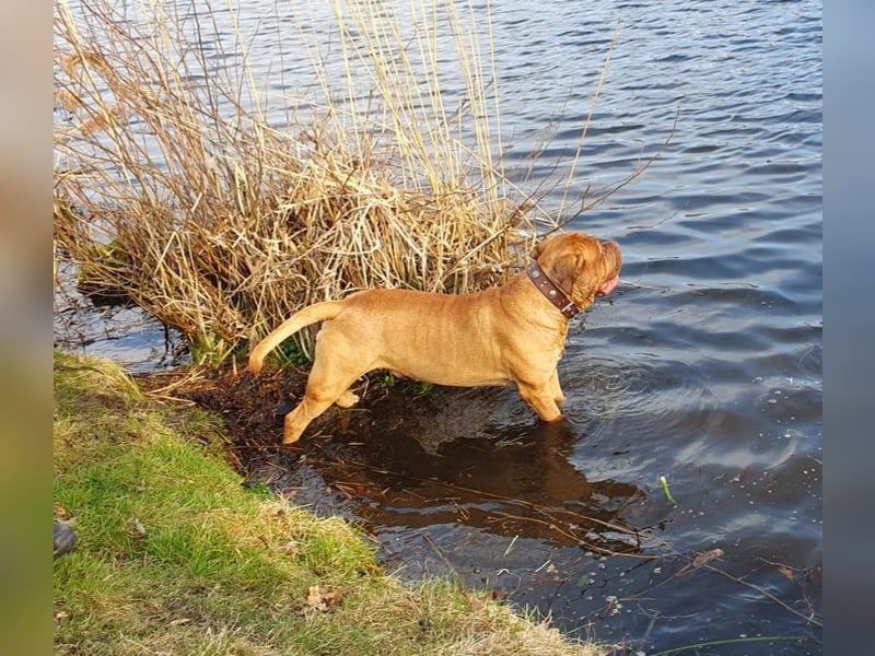 Deckrüde Bordeauxdogge × American Bulldog × Boxer Mix | 3 Jahre | 50 kg | 60 cm Schulterhöhe