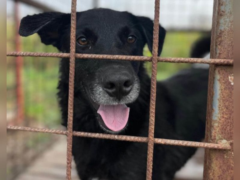 Toby ❤️ aktiver, aufgeweckter Hundeschatz